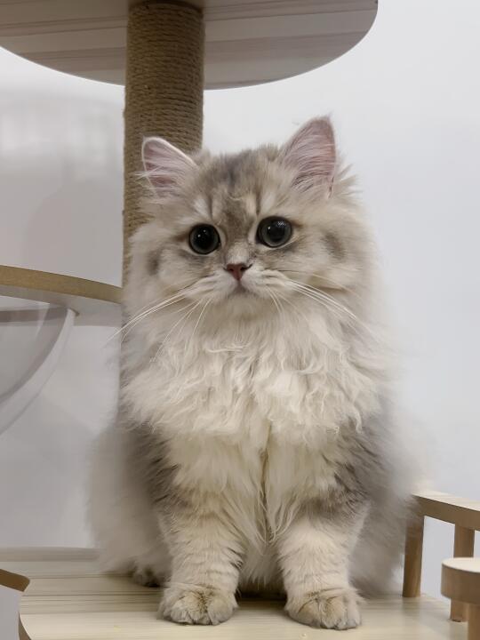 虚胖退退退！小众进口猫粮回购实测