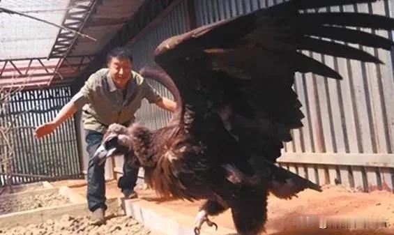 2013年，辽宁沈阳周海翔救下一只中毒濒死的秃鹫，放生3次失败后，秃鹫却做出了一