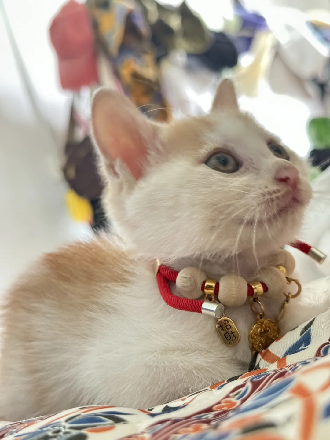 免费领养小橘猫
