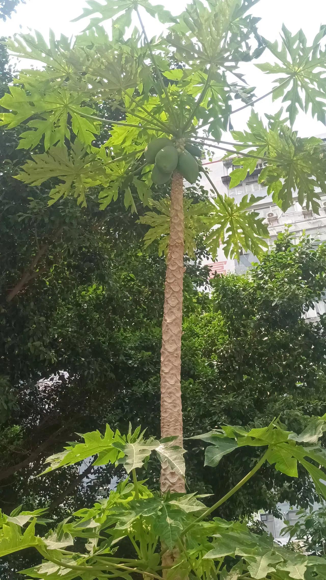 城市绿植忙里偷闲
​工作调剂多点气息