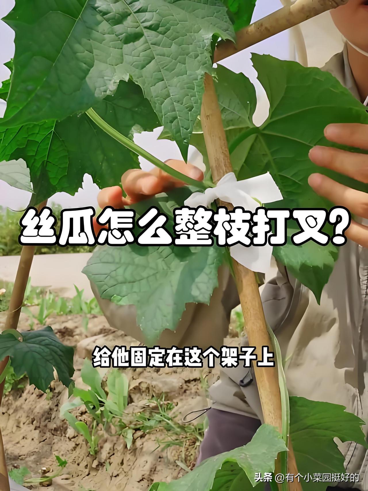 丝瓜今年我用两种整枝方法，平时怎么做一看就懂，大家伙看看哪个结瓜更多?
 
今年
