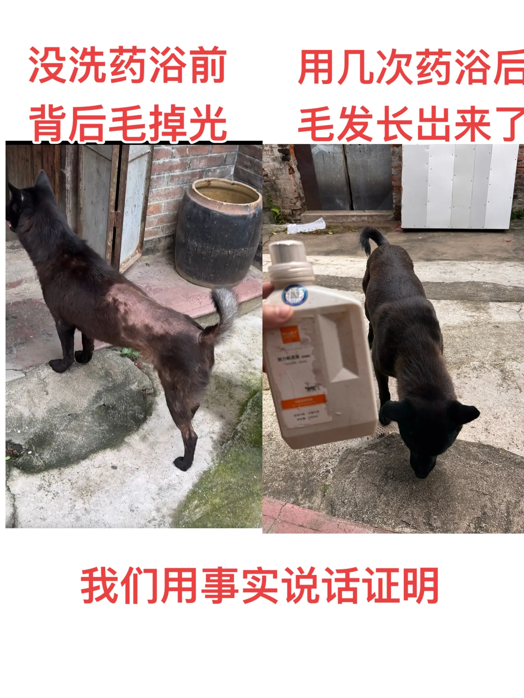 大家都知道我们隔壁邻居家的大黑有严重的皮肤问题，我给他免费治疗好了，我...