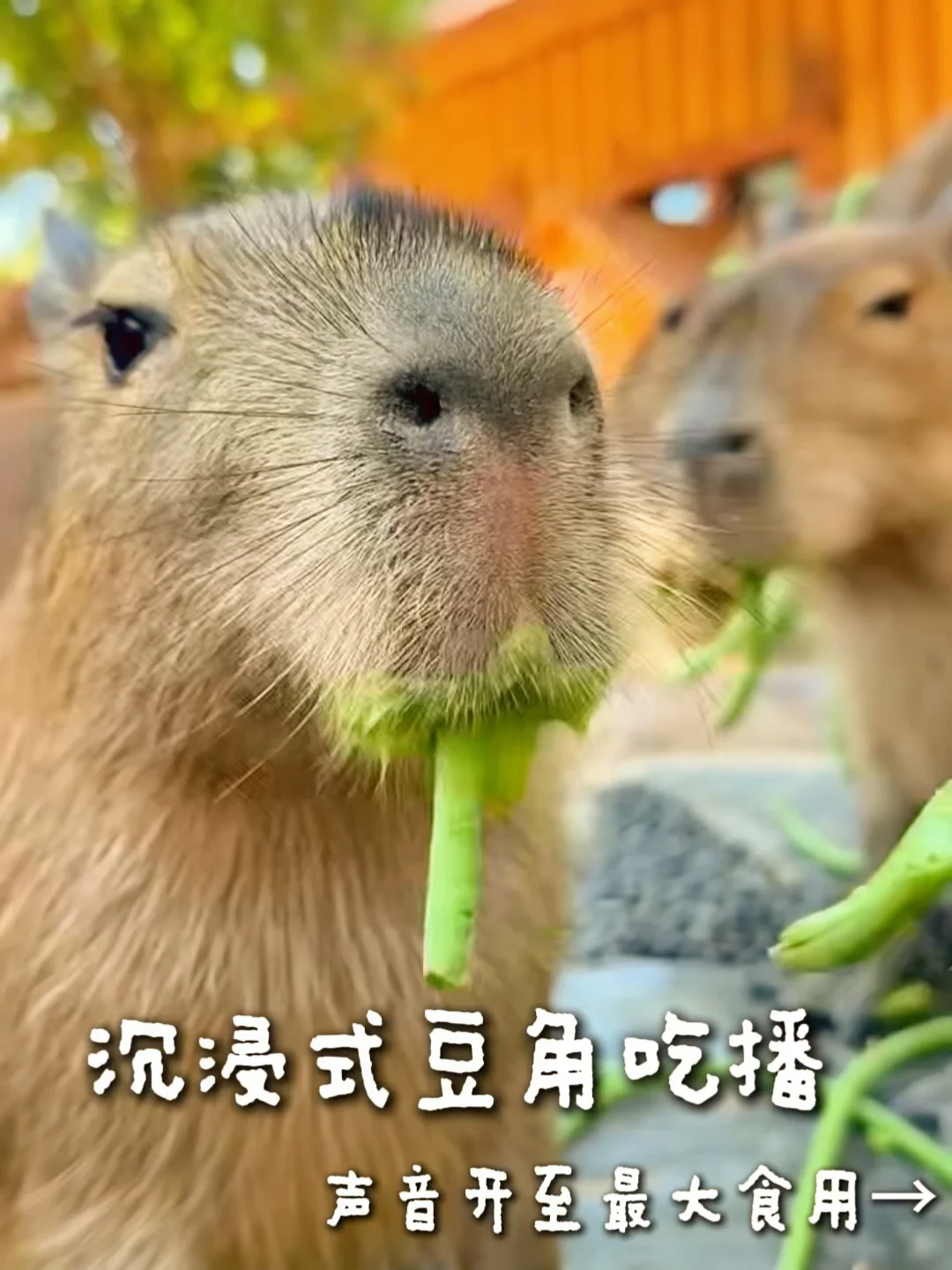 水豚家族沉浸式吃豆橛子！所有人请感受！