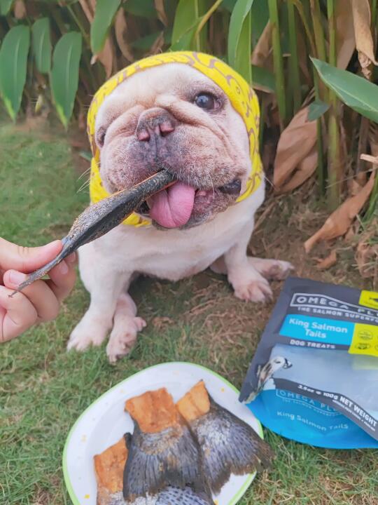 当狗狗闻到鱼香... 整个狗都不好了！🐕
