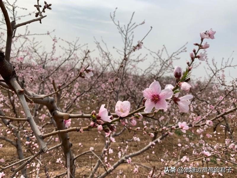 你见过满山遍野的桃花盛开吗? 我见过那满山遍野桃花盛开的盛景，那画面美得让人窒息
