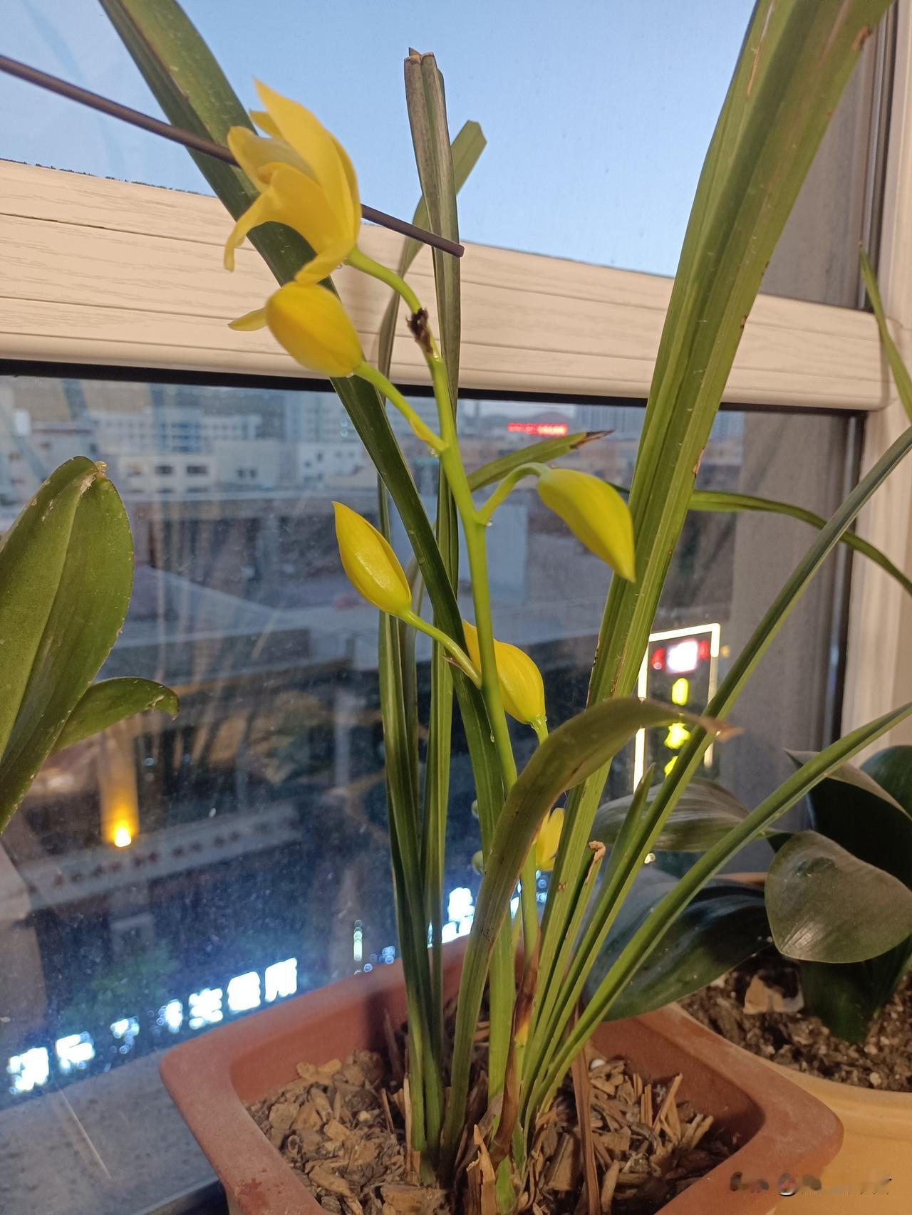中职学校凉了!这是普通高中要放开的节奏吗?

几年前幼儿园所承受的压力将转接给高