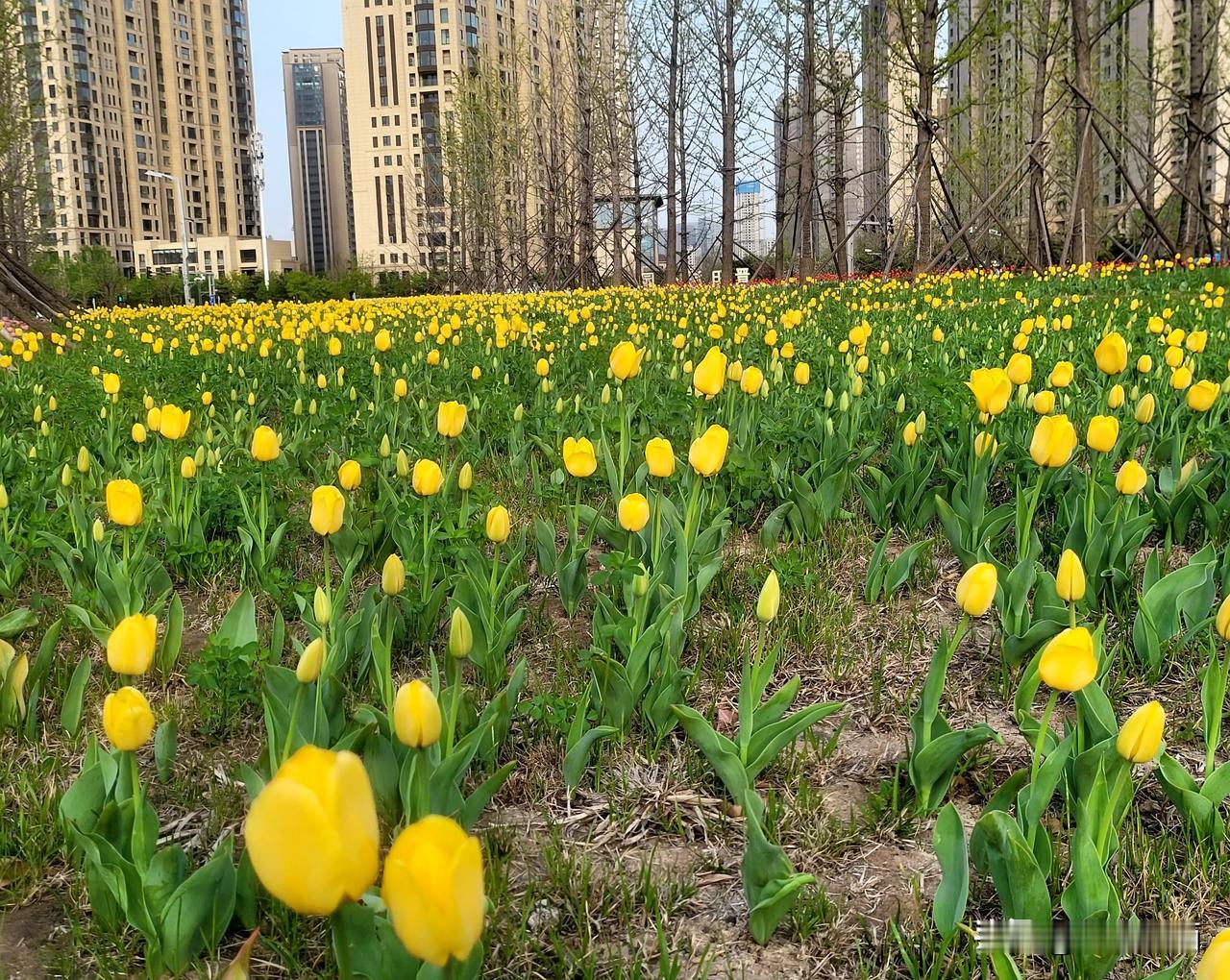 太原晋阳湖的郁金香🌷现在含苞待放，生机勃勃？晋阳湖水，碧波荡漾，游人如织，周末