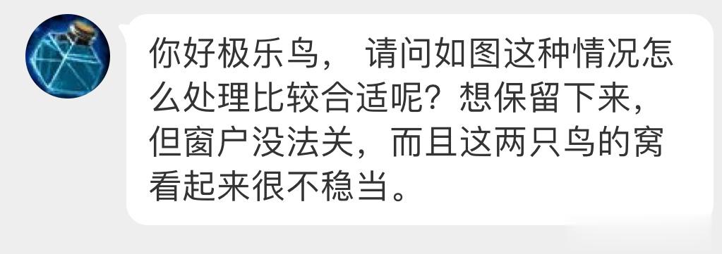 “窝看起来相当不稳”珠颈斑鸠：这已经是咕咕届的精装房了好吧！😈 ​​​