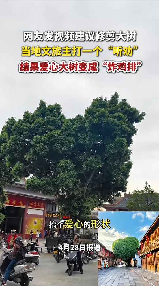 “笑不活了！”4月28日报道，广东揭阳，一男子发现一棵大树的形状像爱心，建议修建