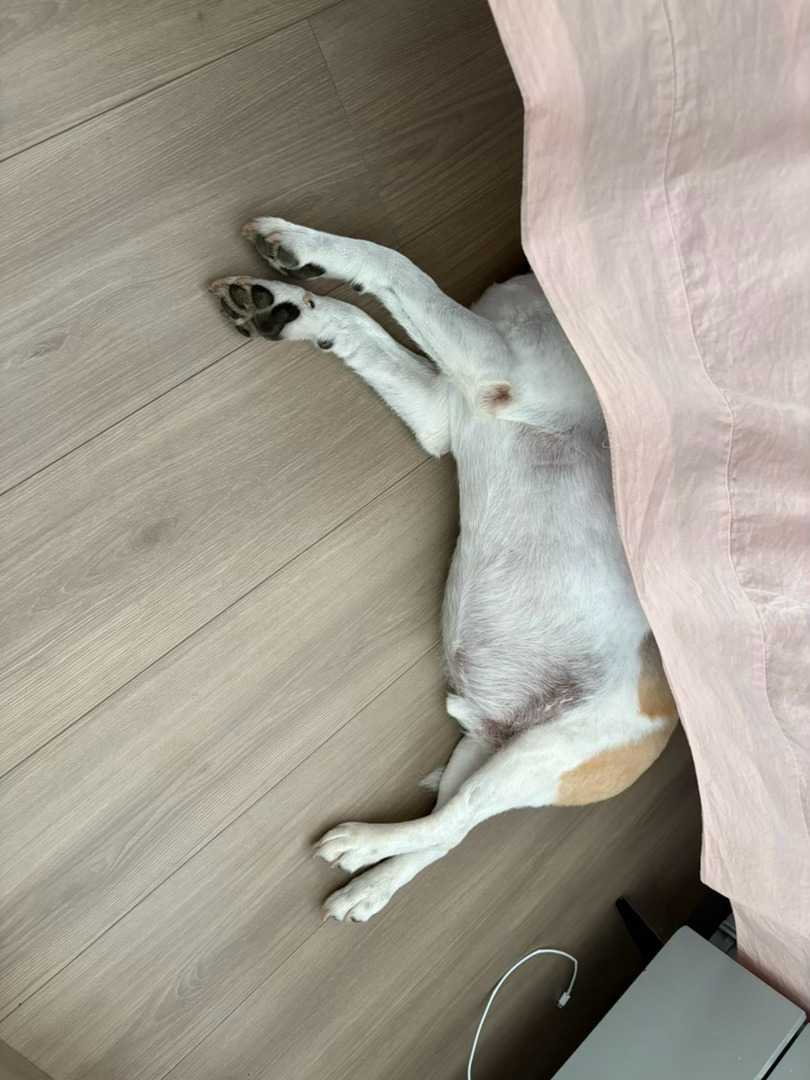 💤 
