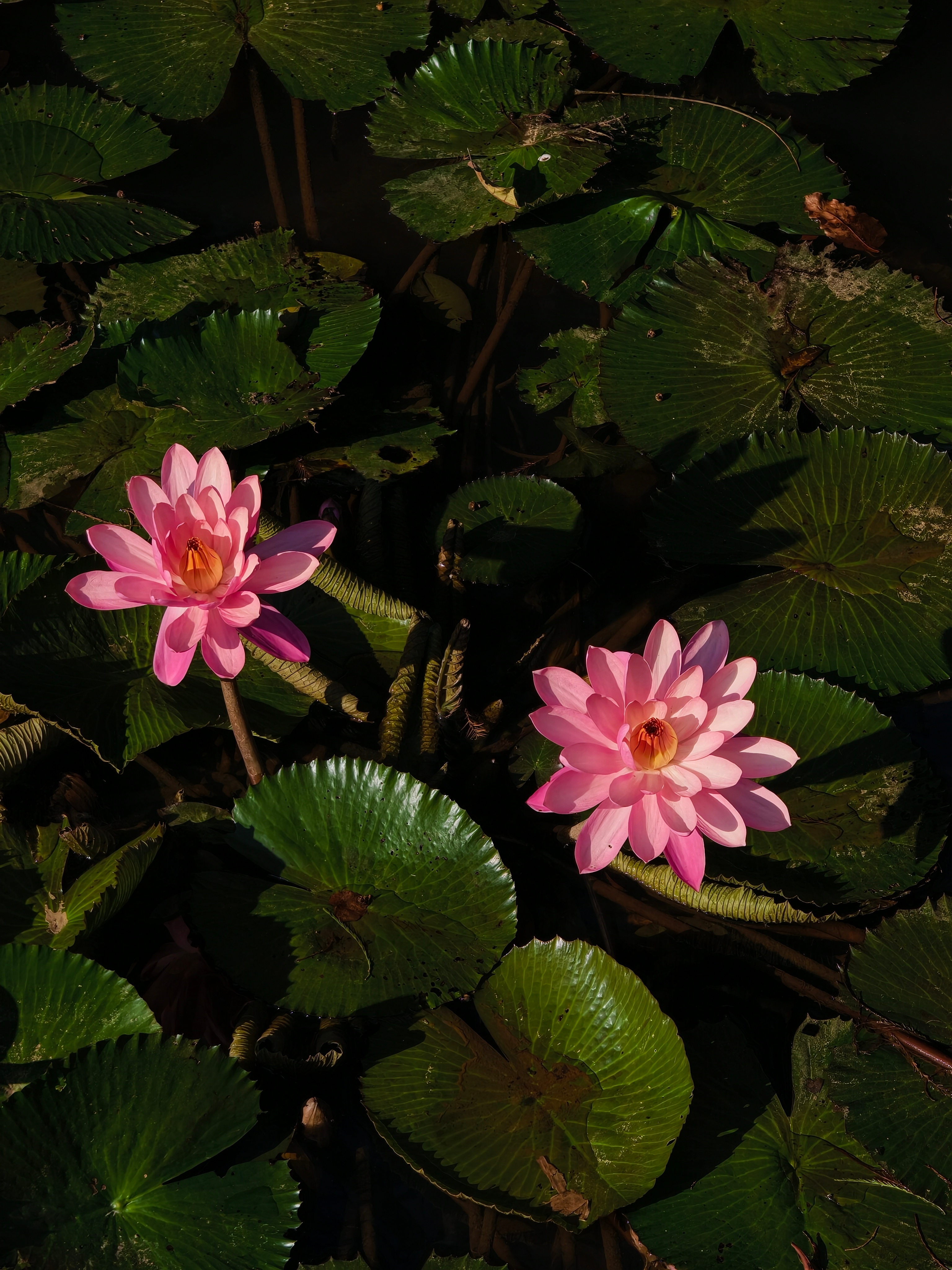 仙湖植物园一定要工作日去，好看好逛好拍，而且一定要带vivovivo X300去