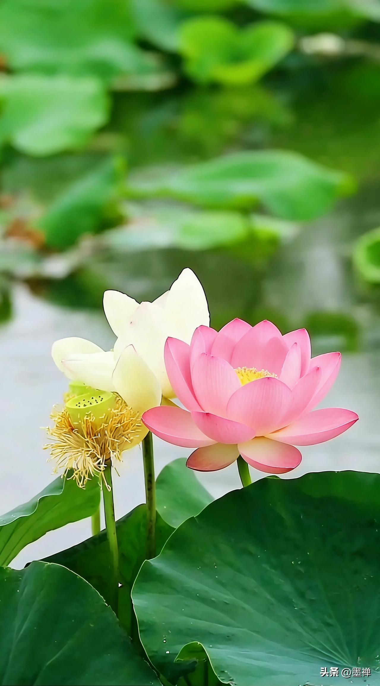 一段很有哲学的话：
“世间最毒的，莫过于那些一身媚骨、笑里藏刀的人。他们对上极尽