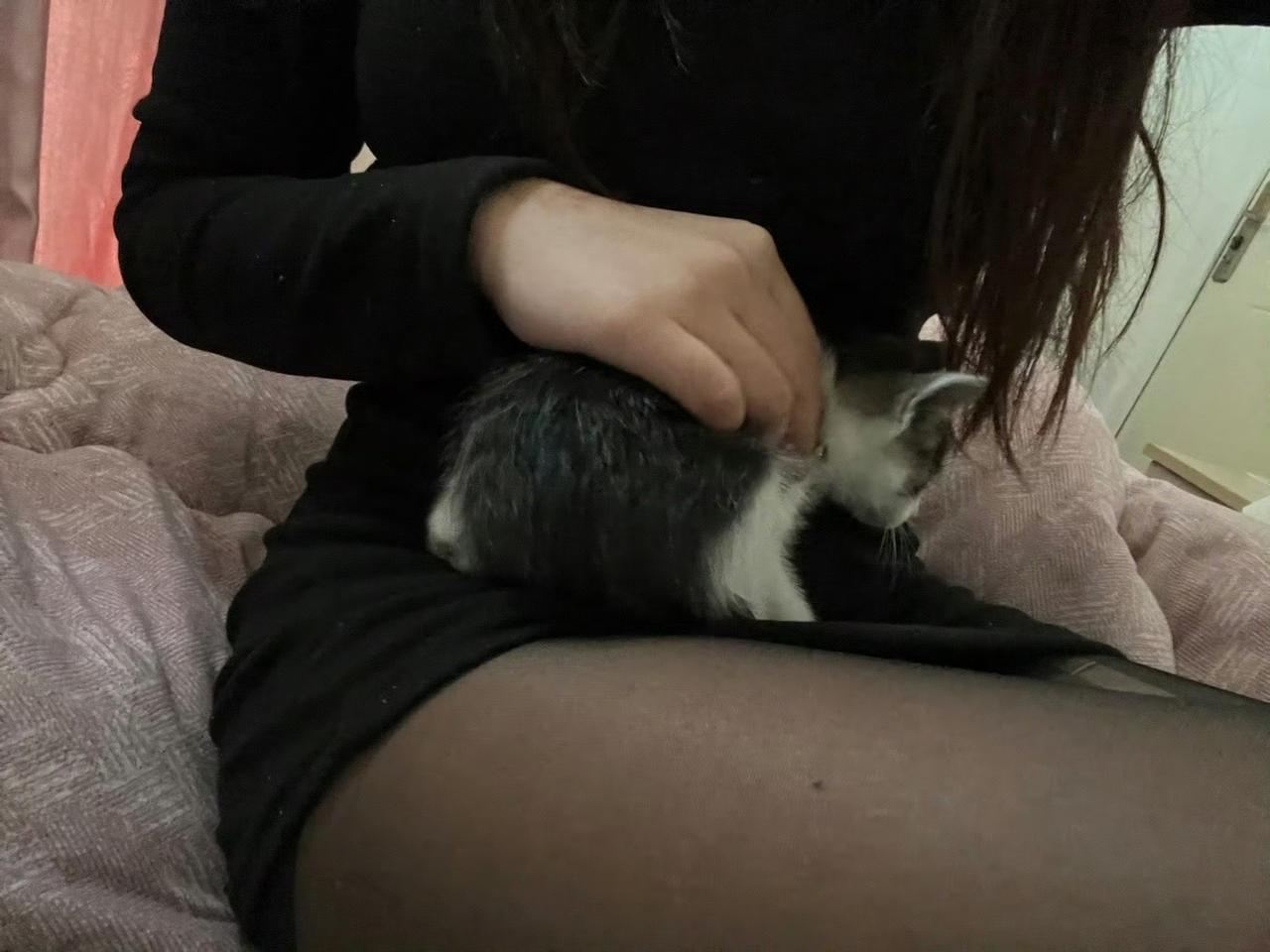 指尖捏着羽毛逗猫棒，在小猫鼻尖前轻轻一晃，它立刻竖起尖耳，琥珀色眼珠紧盯猎物，胡