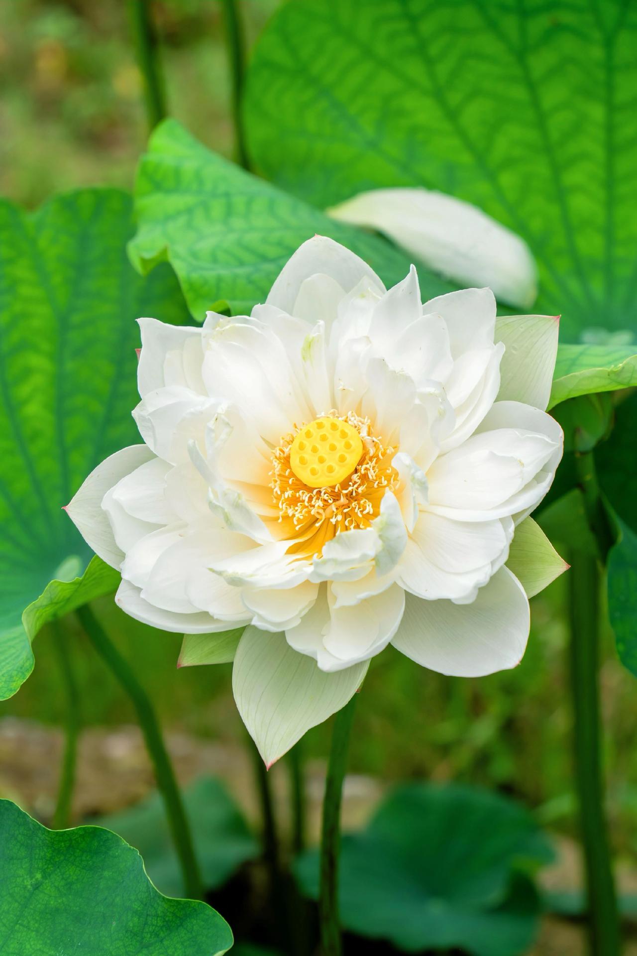 就在江夏法泗八塘村村委会附近晒晒你拍的花 治愈系花 荷花 江夏