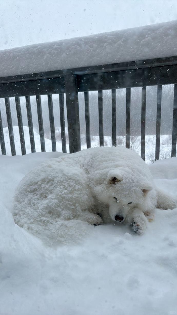 今天下了雪，天气真的好冷，帽子都得带上，不然风一吹偏头痛了！