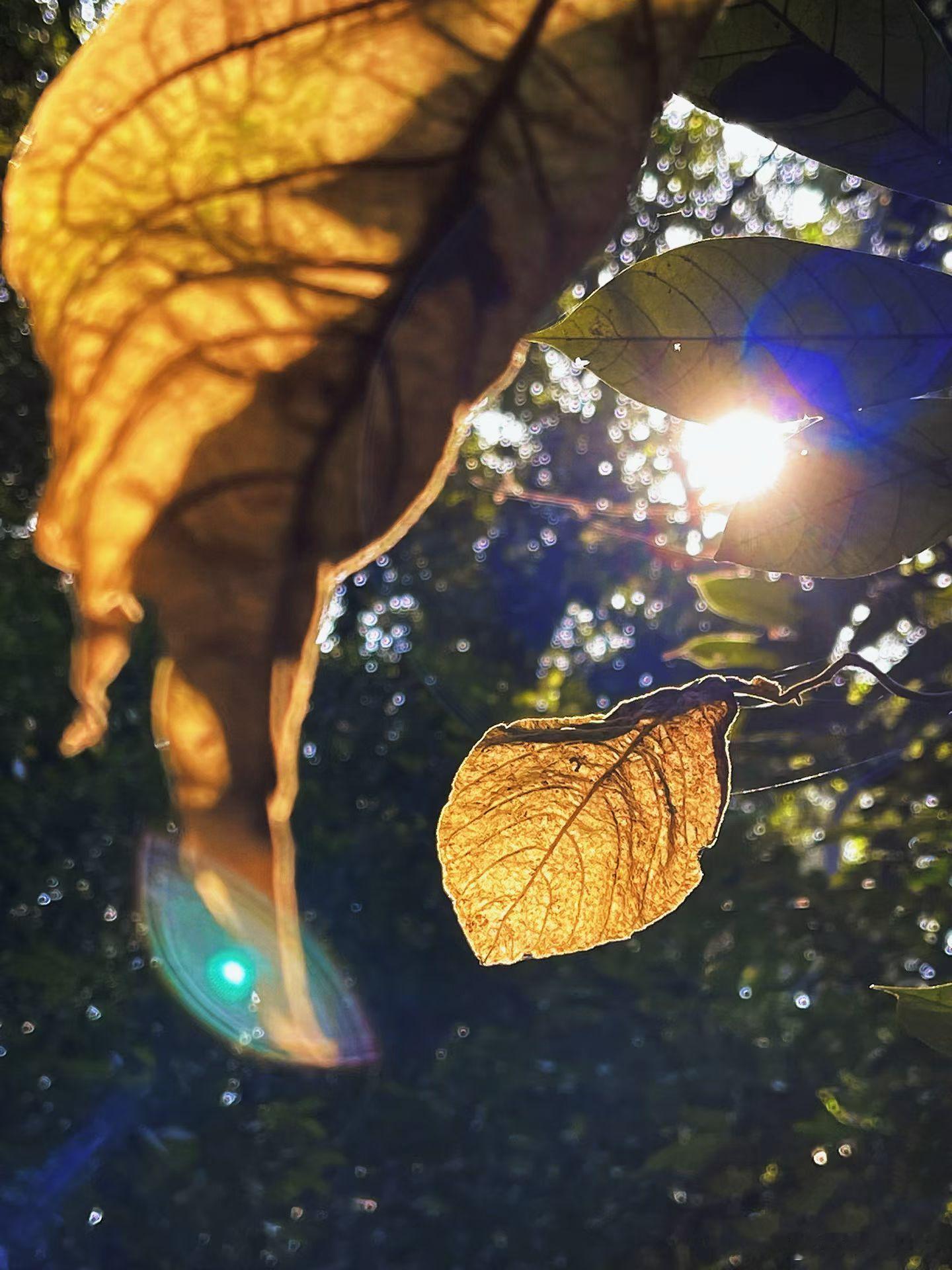 乐观是生活最明亮的底色，一个乐观的人，一定是个坚韧、自带阳光的人。乐观是解忧之方