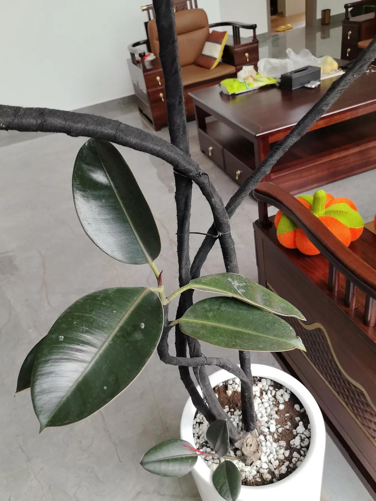 我家客厅养的橡皮树快一年了，今天才发现它的树枝上被缠了一圈黑布，都怪我人老眼花没
