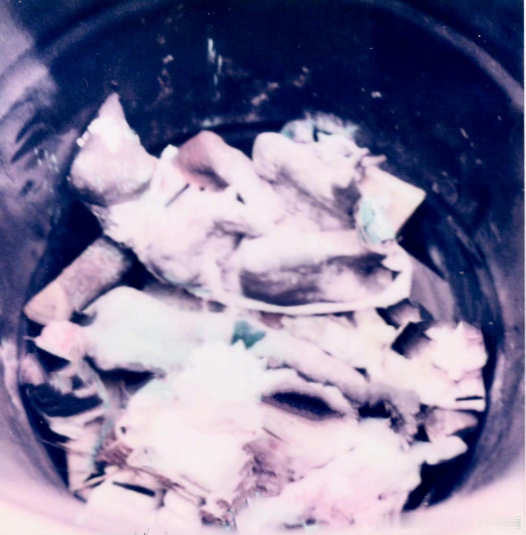 易烊千玺打码易烊千玺哦哦这是烧的猫咪雕塑啊一开始还以为是炖的鸡 
