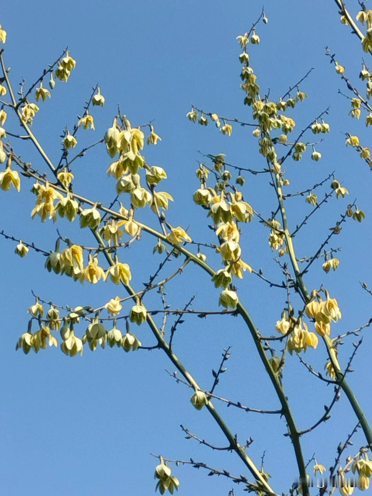 一生只开一次花的还有缝线麻
昨天路过这株“剑麻”，惊叹它的花杆比植株高出好几倍，