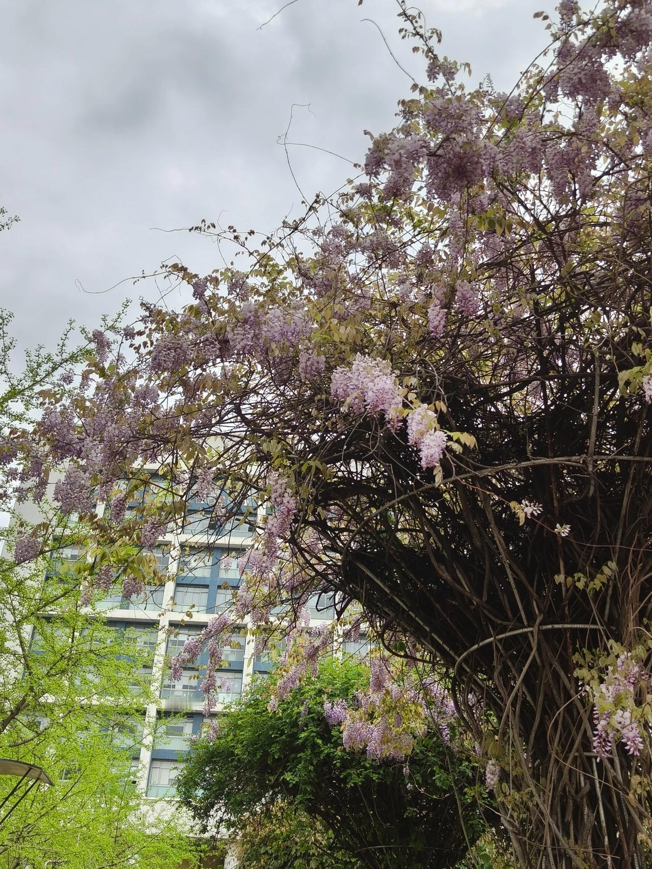时光清浅，在春的明媚里盎然万物。

最先感知春信的，檐下探头的草芽、枝间鼓胀的花