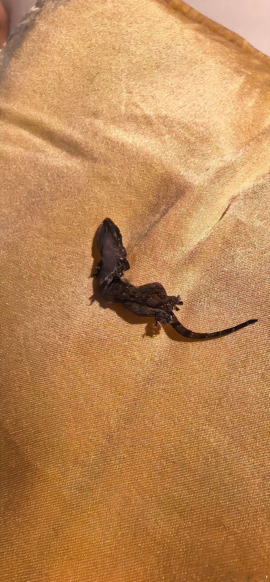 枕头上沾了个树叶，再自信一看。 观自在菩萨，行深般若蜜多时，照见五蕴皆空……🙏