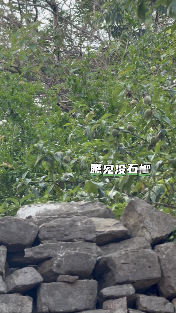 “瞅见没石榴”“瞅见没桃“随机揪个沙东马蜂问一下，杨幂是不是学会沙东倒装句了[淡