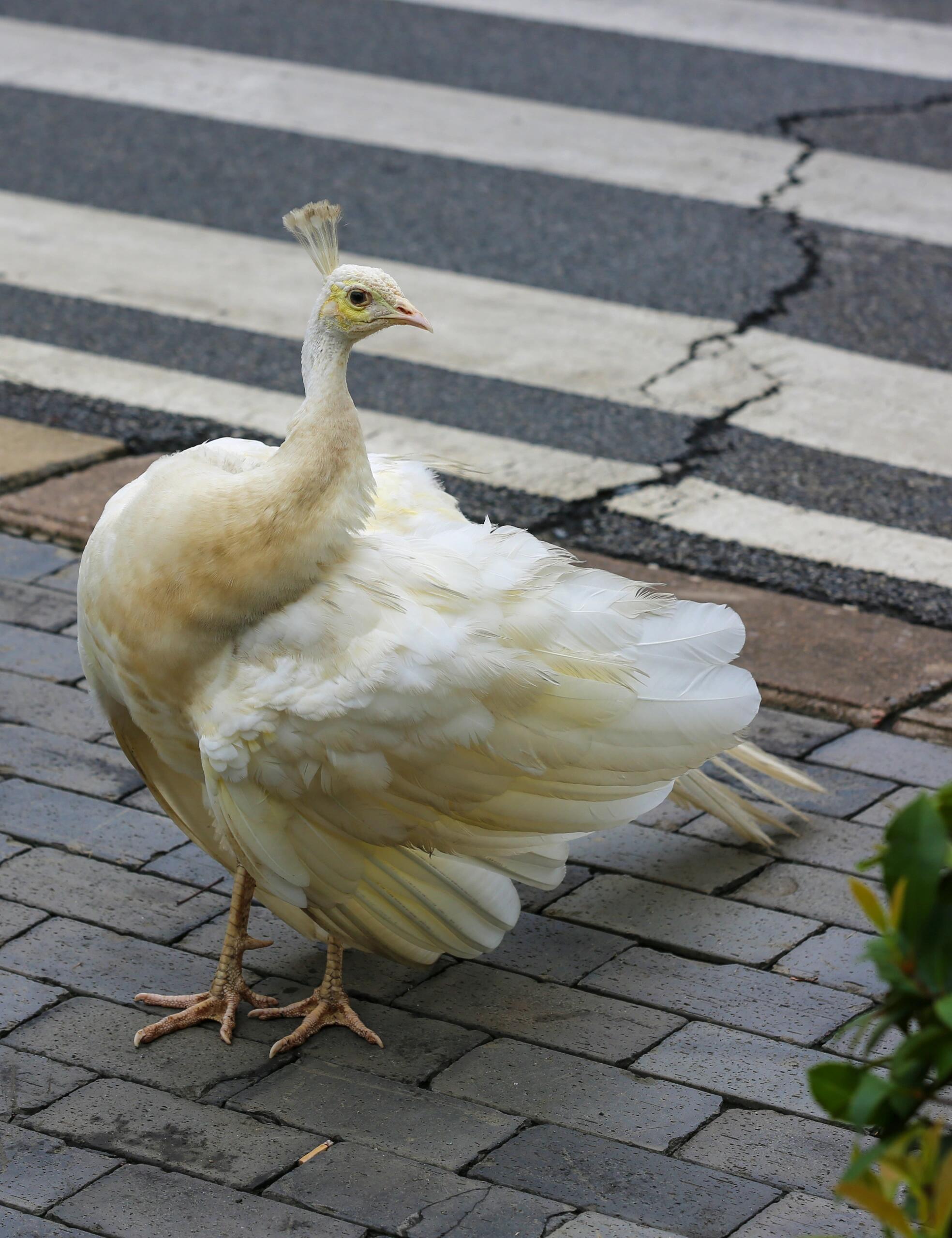 开屏暴击！散养孔雀的“野生”优雅日常 奇妙生物圈专业科普  | 动物科普 谁说孔