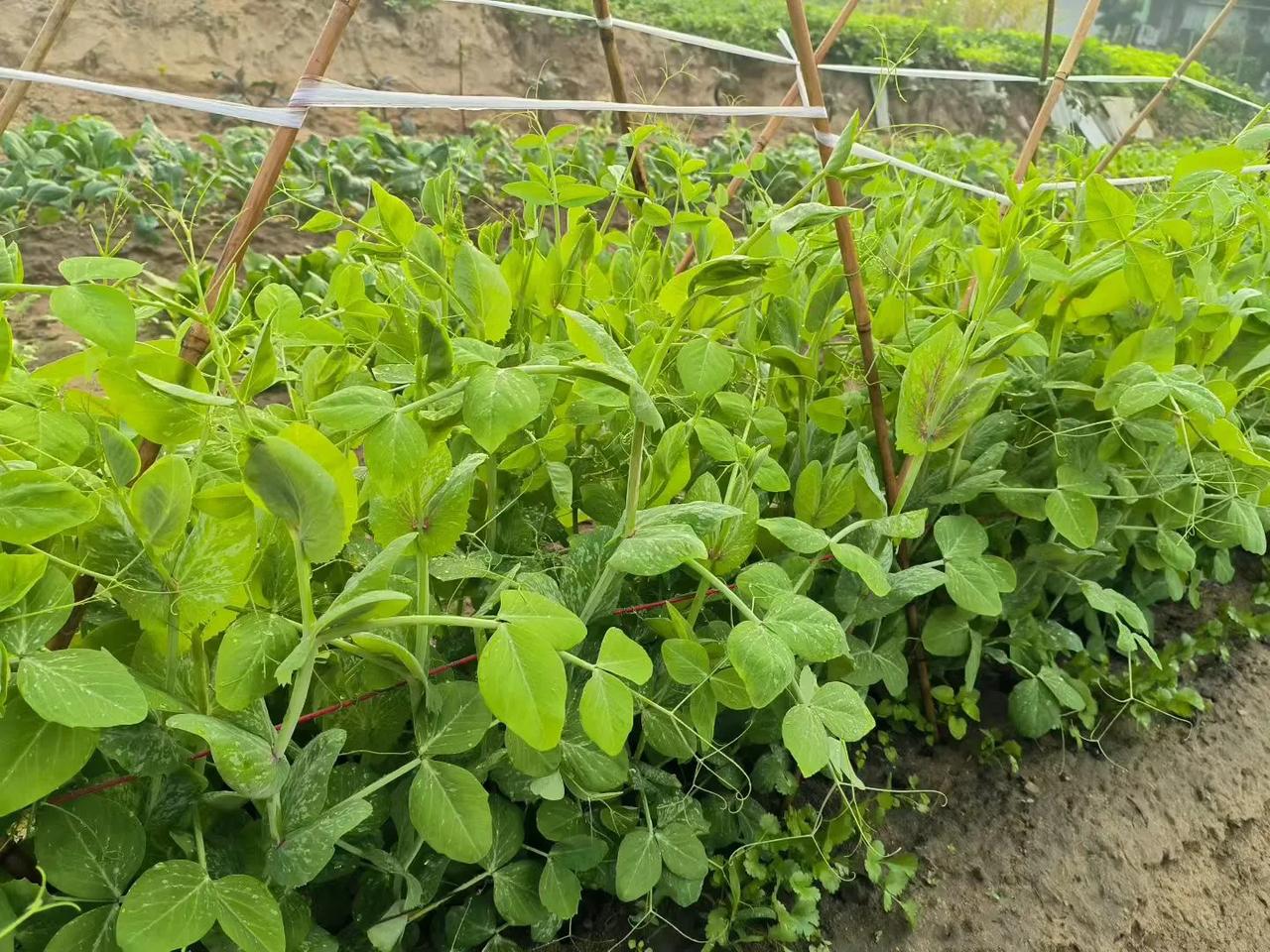 窗帘把光筛成细碎的纱
空气安安静静待在原地不挪步
说好把旧事叠进抽屉最深处
却在