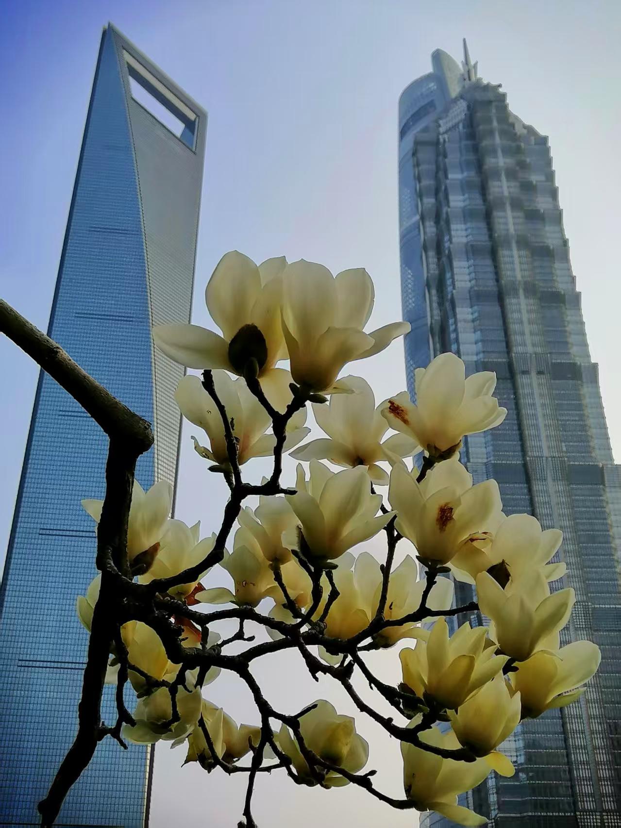 当上海市的市花广玉兰，遇见了上海市的地标性建筑，竟成了独一无二的风景。错过了，绝