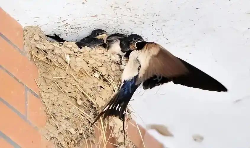 河北，两只“老燕子”无力南飞，留户主家过冬。

没想到，户主老两口给两只燕子买了