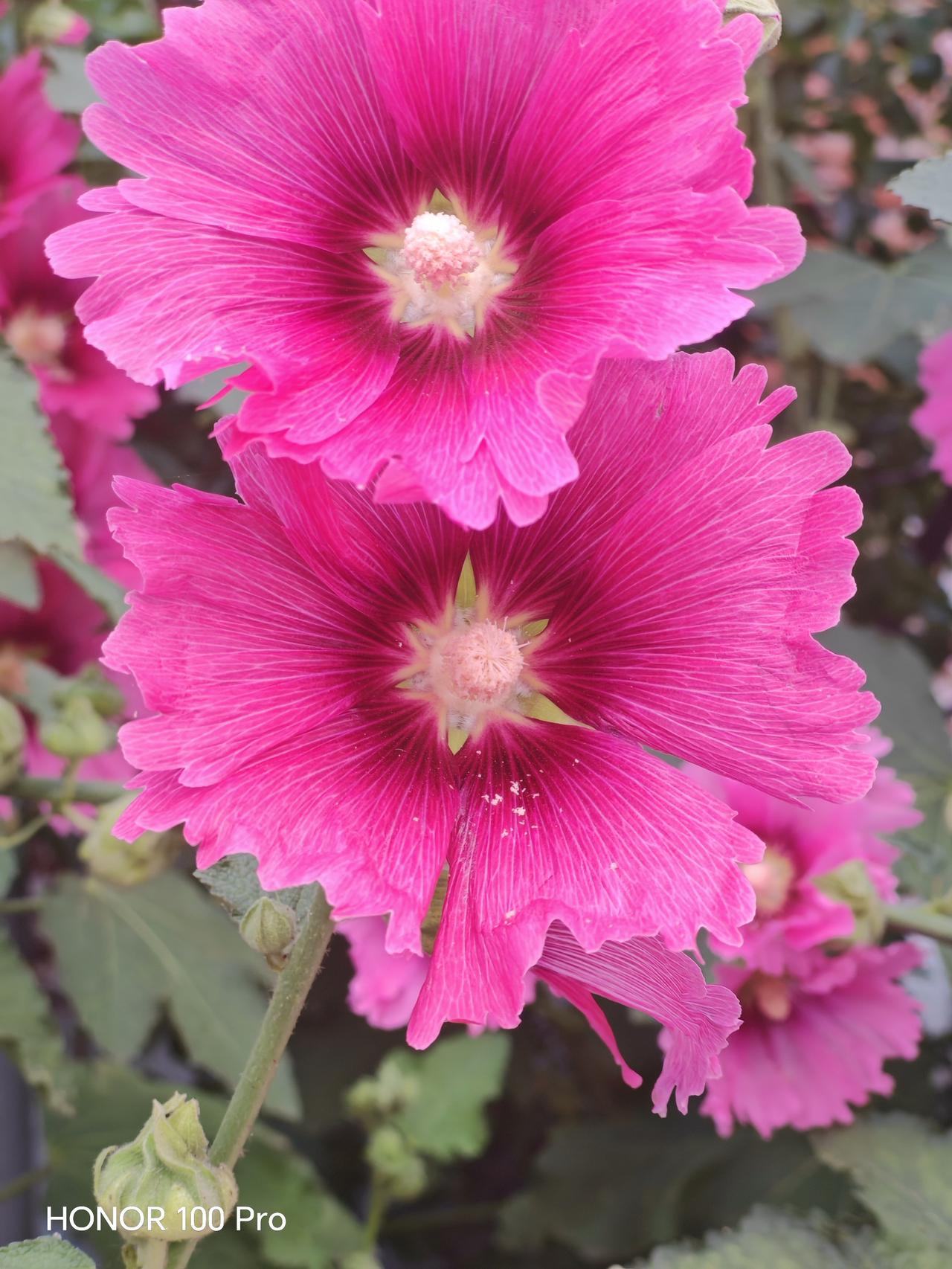 分享一张你拍的花，什么花都行