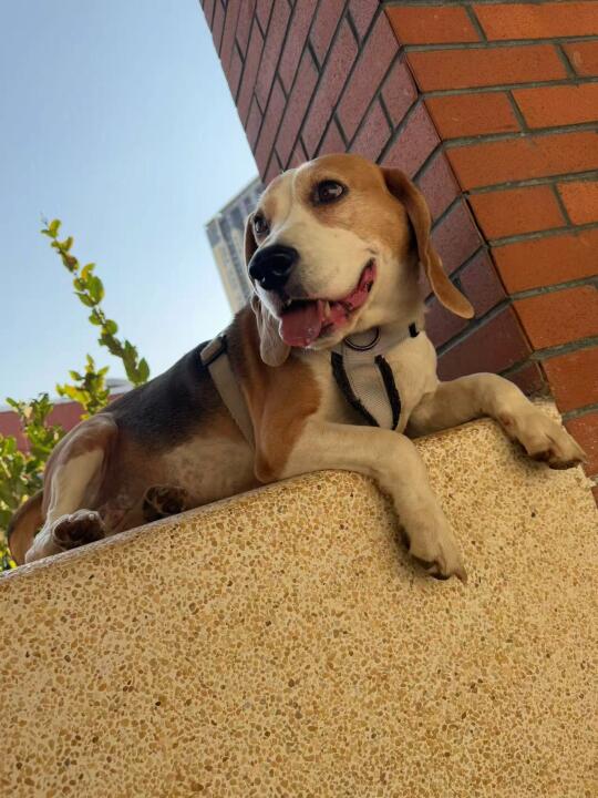 7岁比格变身小鲜肉？冠能老年犬狗粮快码住