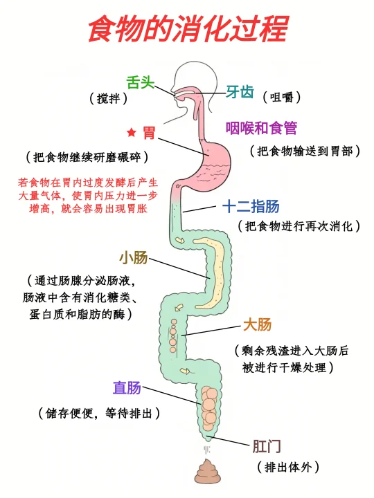 胃胀不舒服❓消化原理到解决办法，一篇讲清