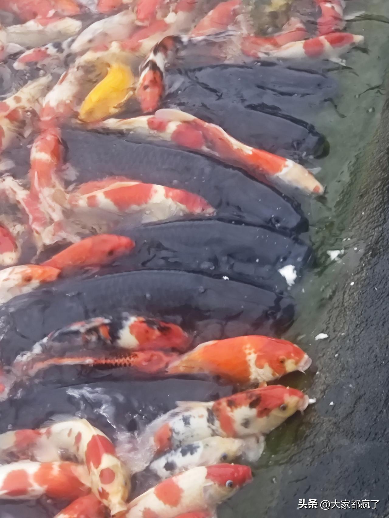 鱼儿，鱼儿
快快来排队