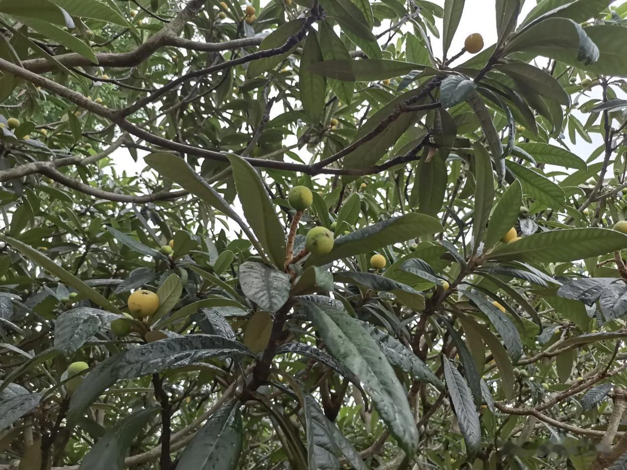 苏州东山的枇杷还有一个星期左右要上市了，马上这里又要人潮汹涌了，今年据说大年，价