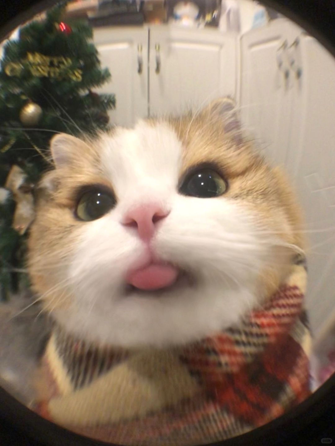 谁家正经小猫会伸舌头勾引人啊