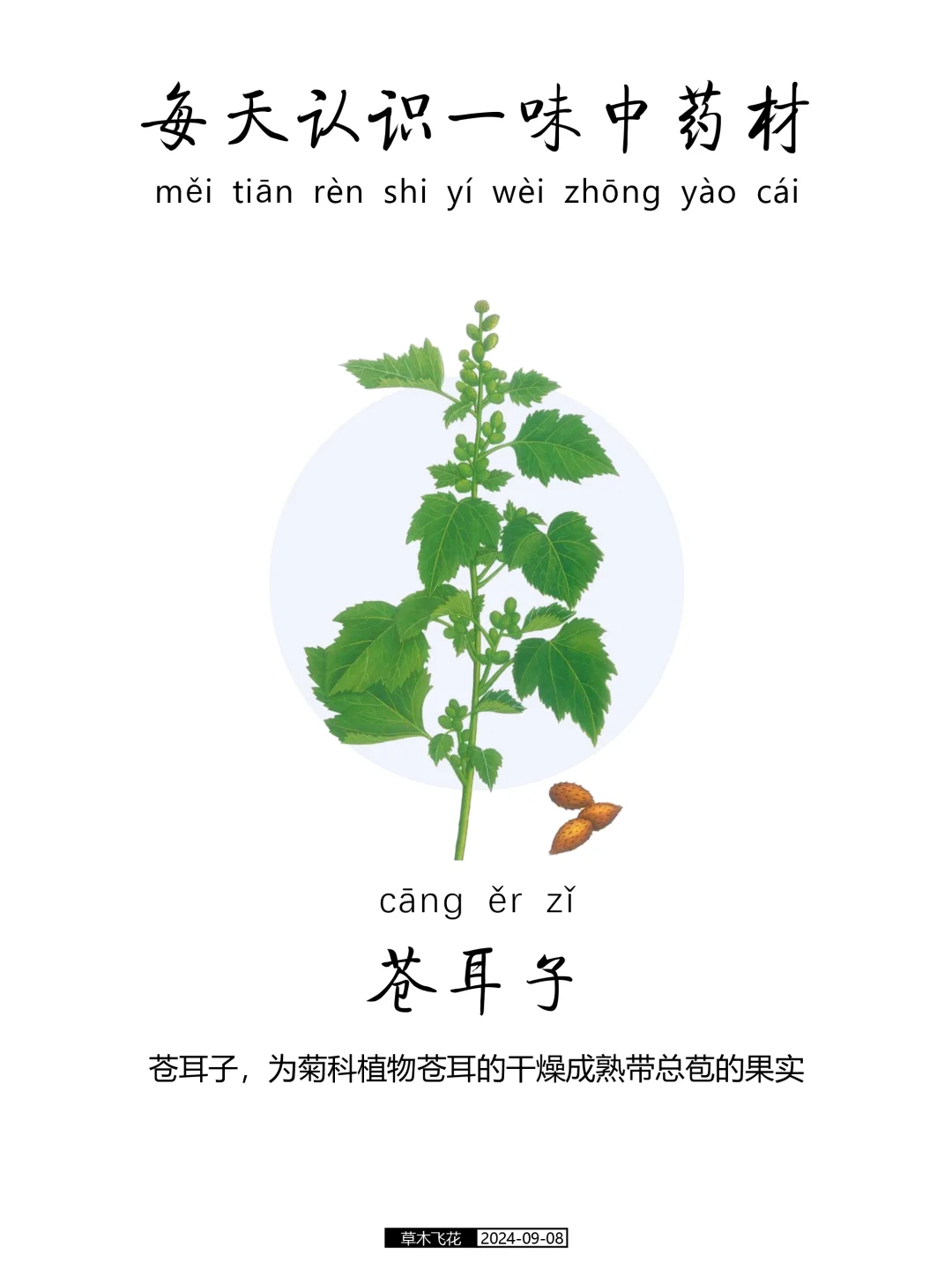 每天认识一味中草药-苍耳子🍀