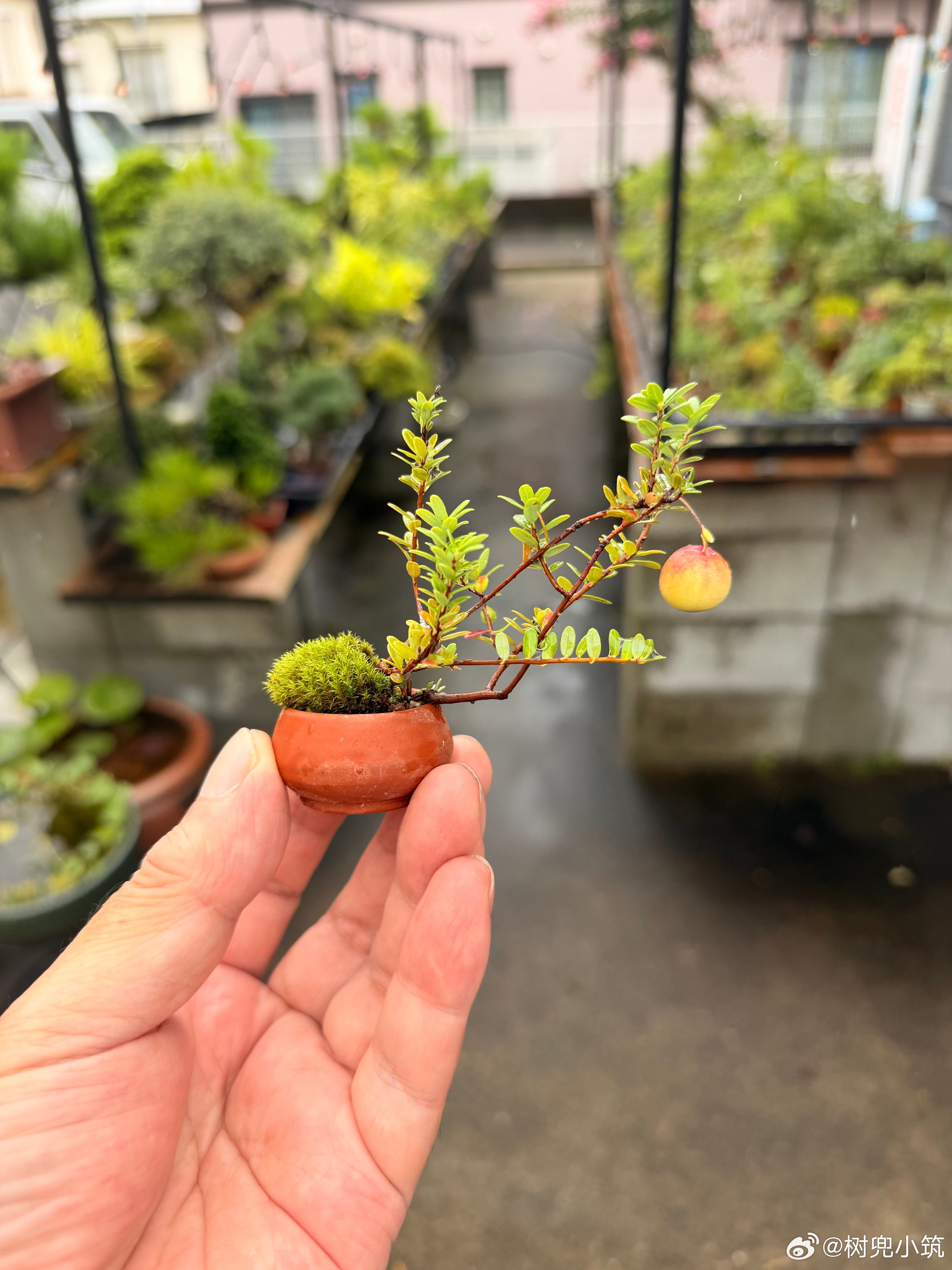 蔓越莓哦开始变红了😋真可爱呢～😍 ​​​