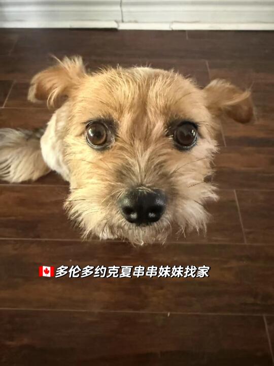 🇨🇦多伦多/国内救助的约克夏串串找家