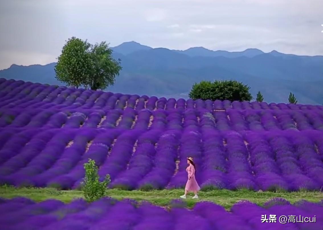 薰衣草花开正当时，香气袭人沁人心脾！
