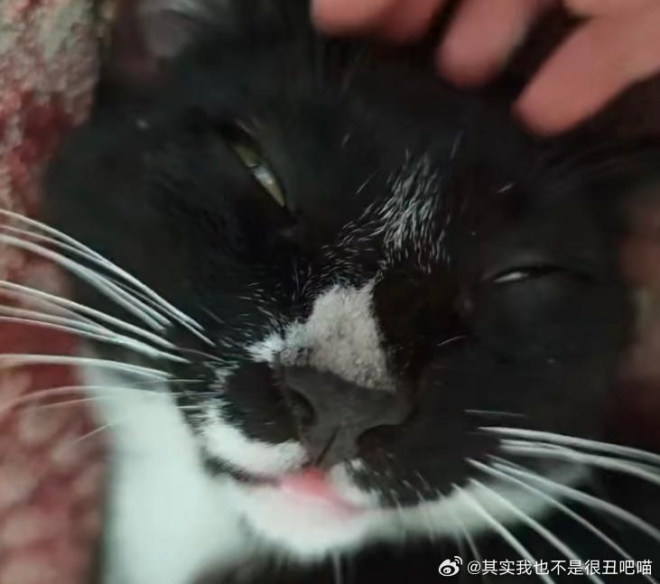 50110【丑猫】猫の睡颜 
