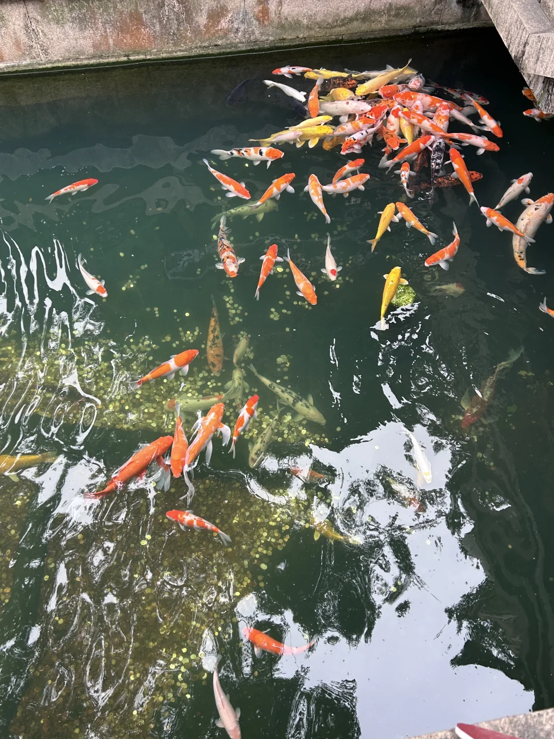 锦鲤添福