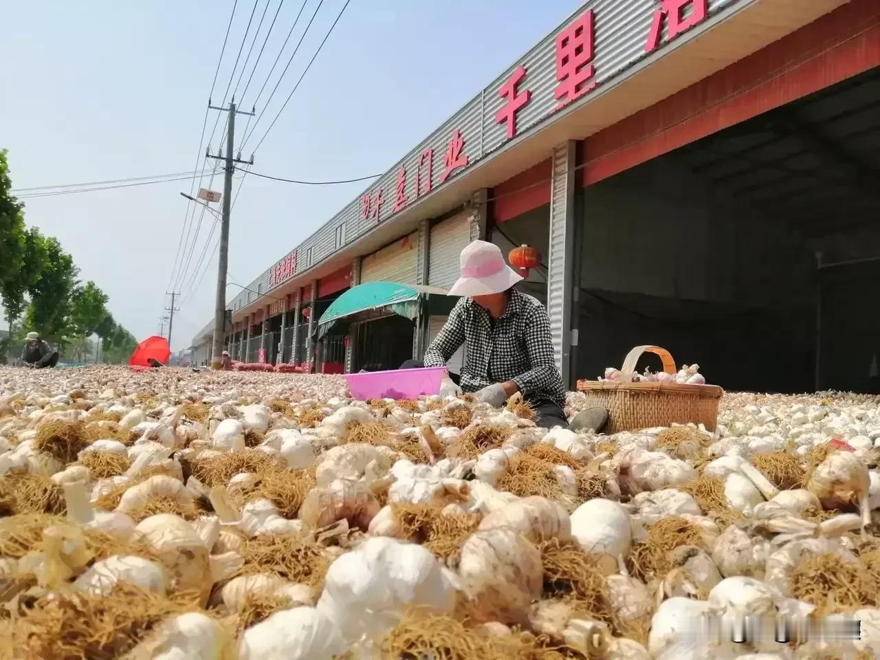 我是江苏邳州人，走在邳州的乡镇满大街都能见到大蒜，空气中夹杂着大蒜的味道，这里是