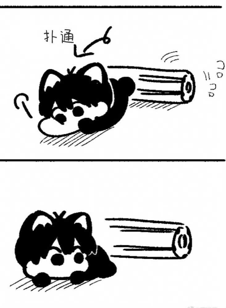【】这种小洁咪怎么这么笨 