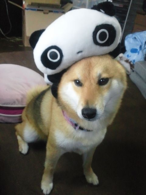 熊猫熊猫…🐼 ͜(･ω･) ͜🐼 ​​​