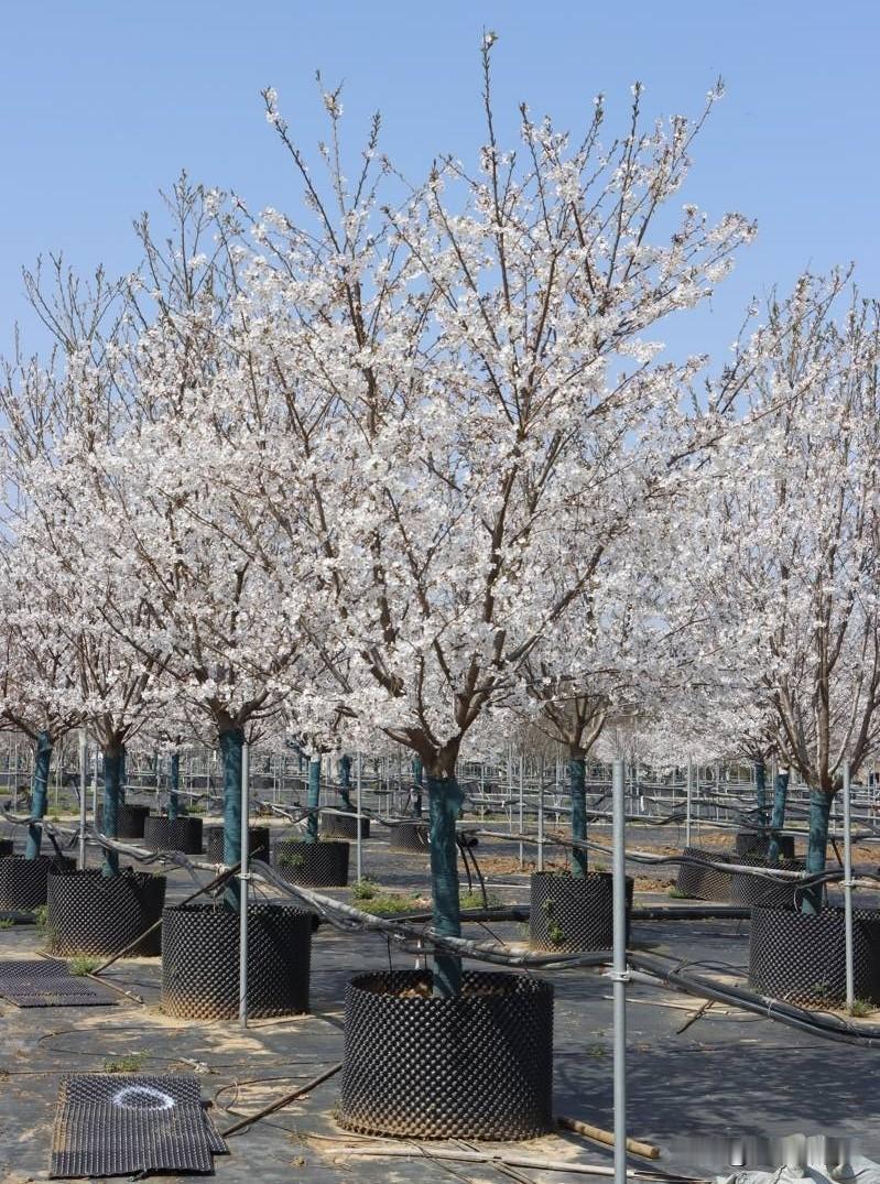 2026汉马太会了！光是首次亮相的黑科技，都让网友直呼贴心！
 
今年的汉马不止