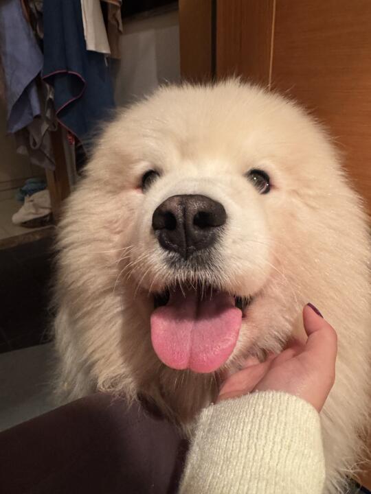 这个世界上不嫌弃你拉屎臭的只有小狗了吧