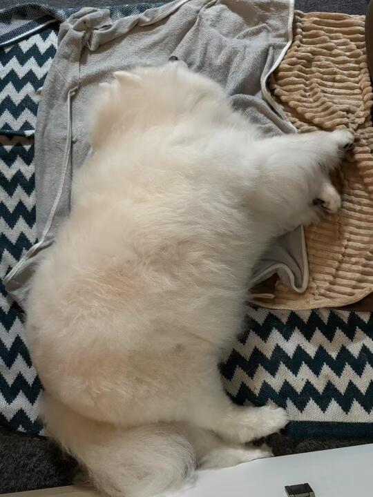 小狗不愿意起来拜年