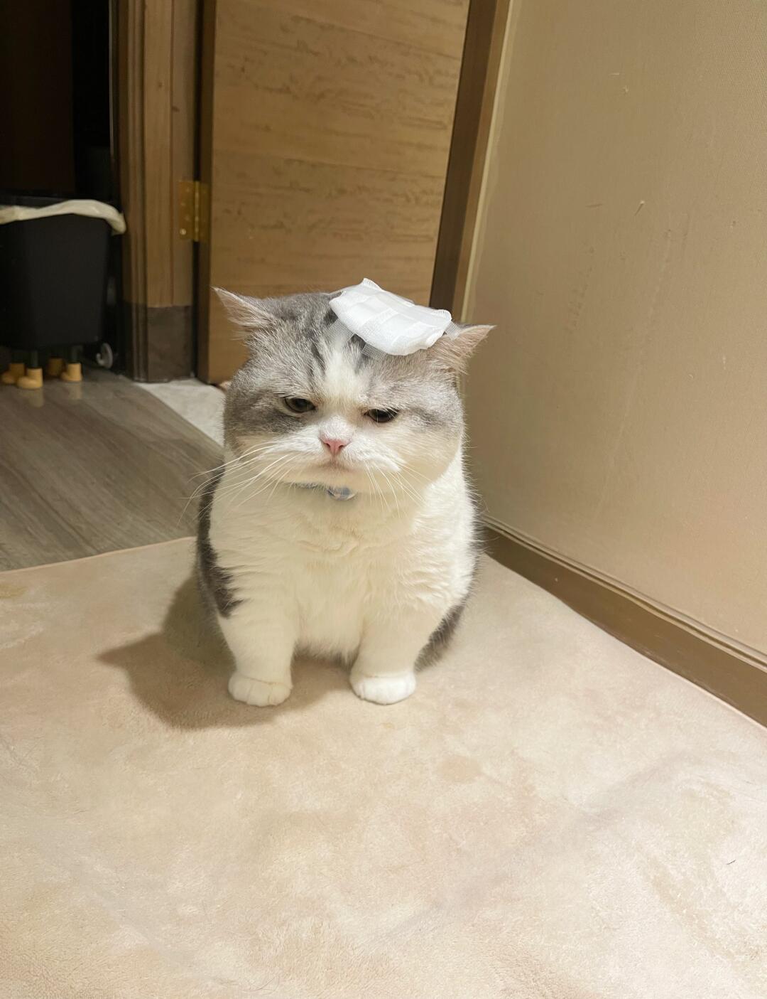 窝里横被揍委屈了