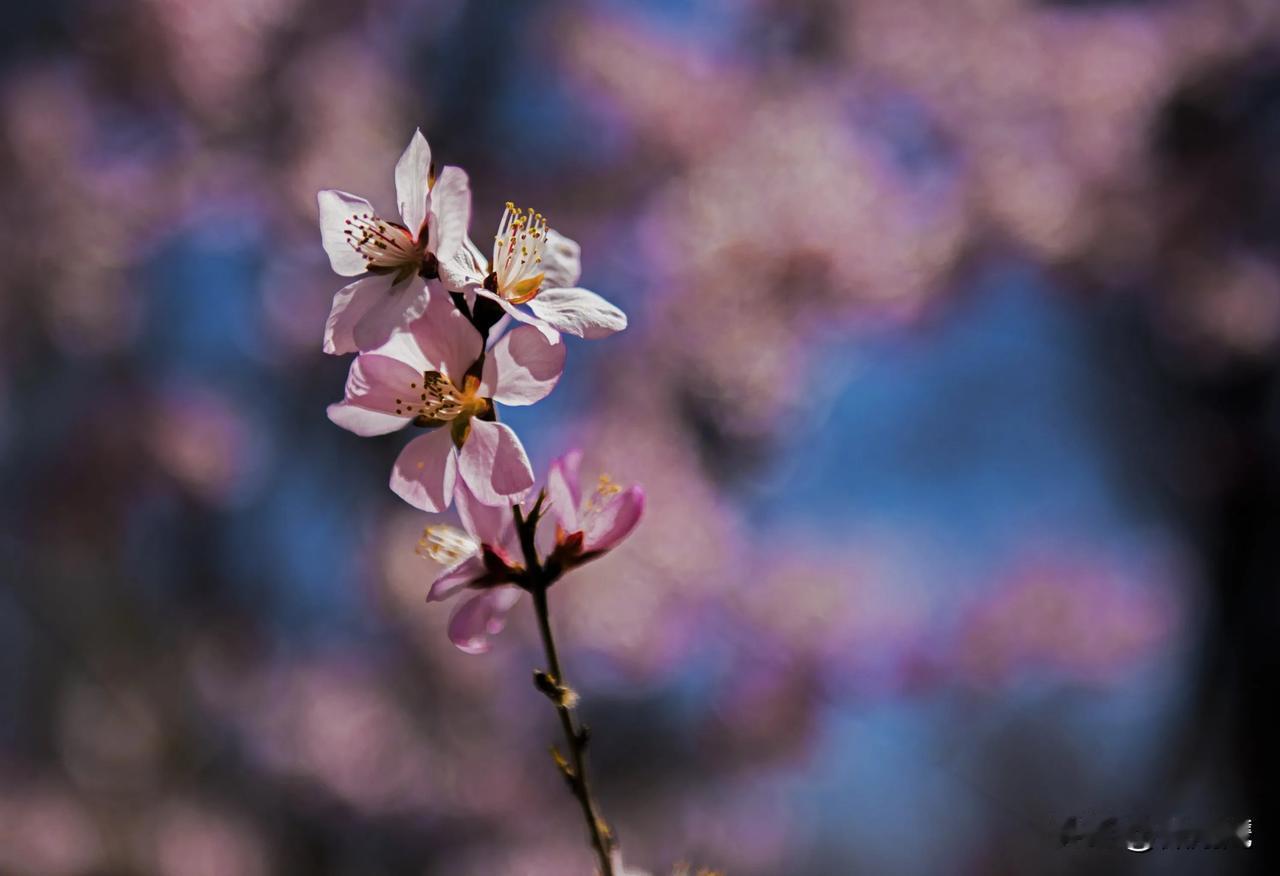 春日生活打卡季鲜花烂漫，春光明媚